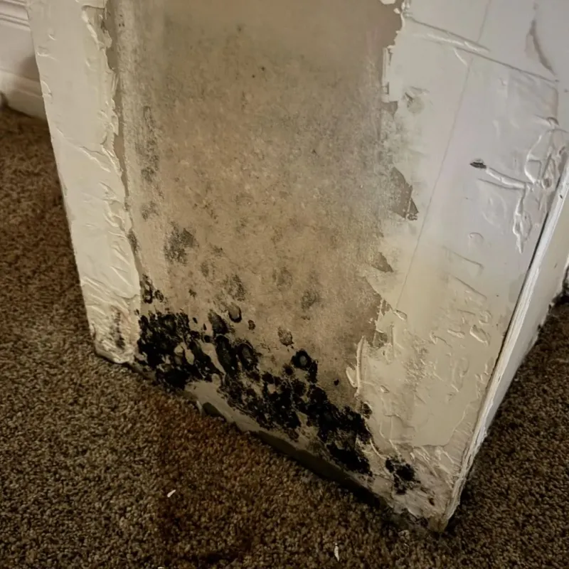 Professional Mold Removal in Lampasas County, TX